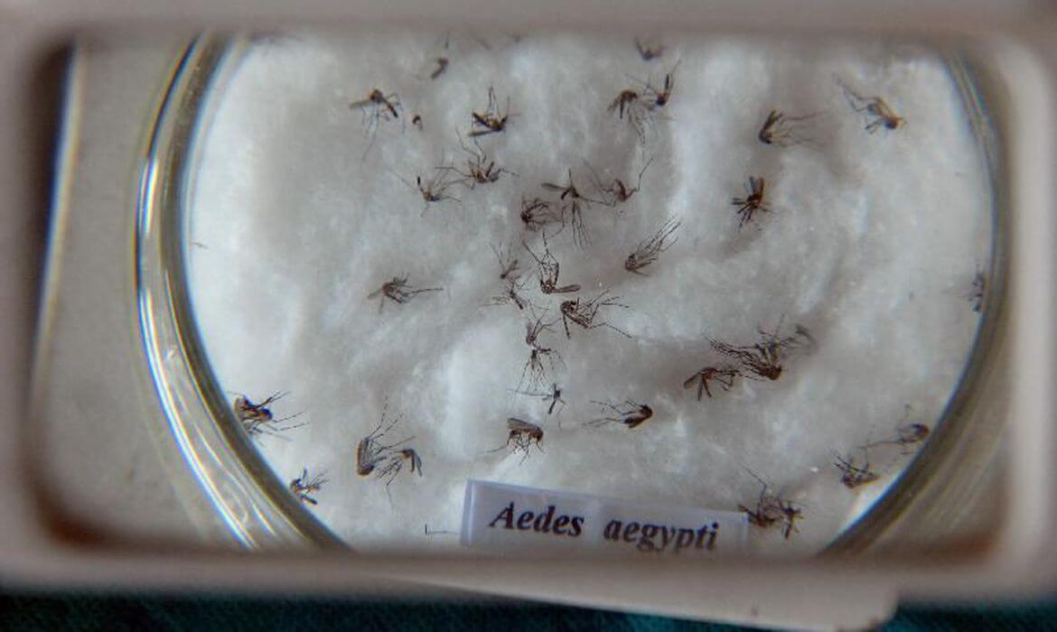 Chikungunya é causada pelo mesmo mosquito transmissor da dengue
