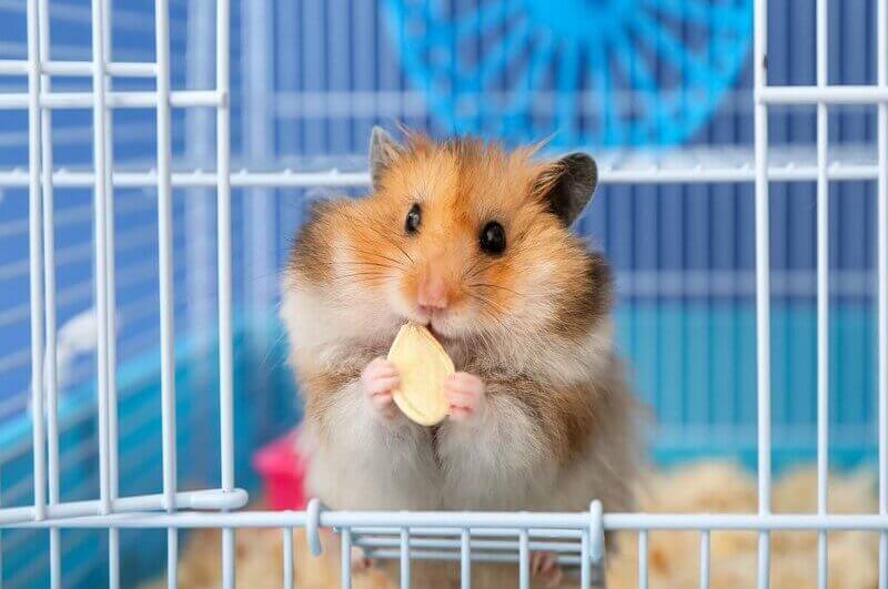 Hambster comendo em uma gaiola azul