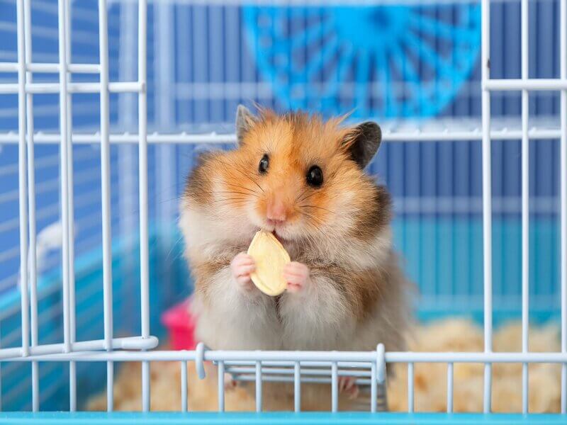 Hambster comendo em uma gaiola azul