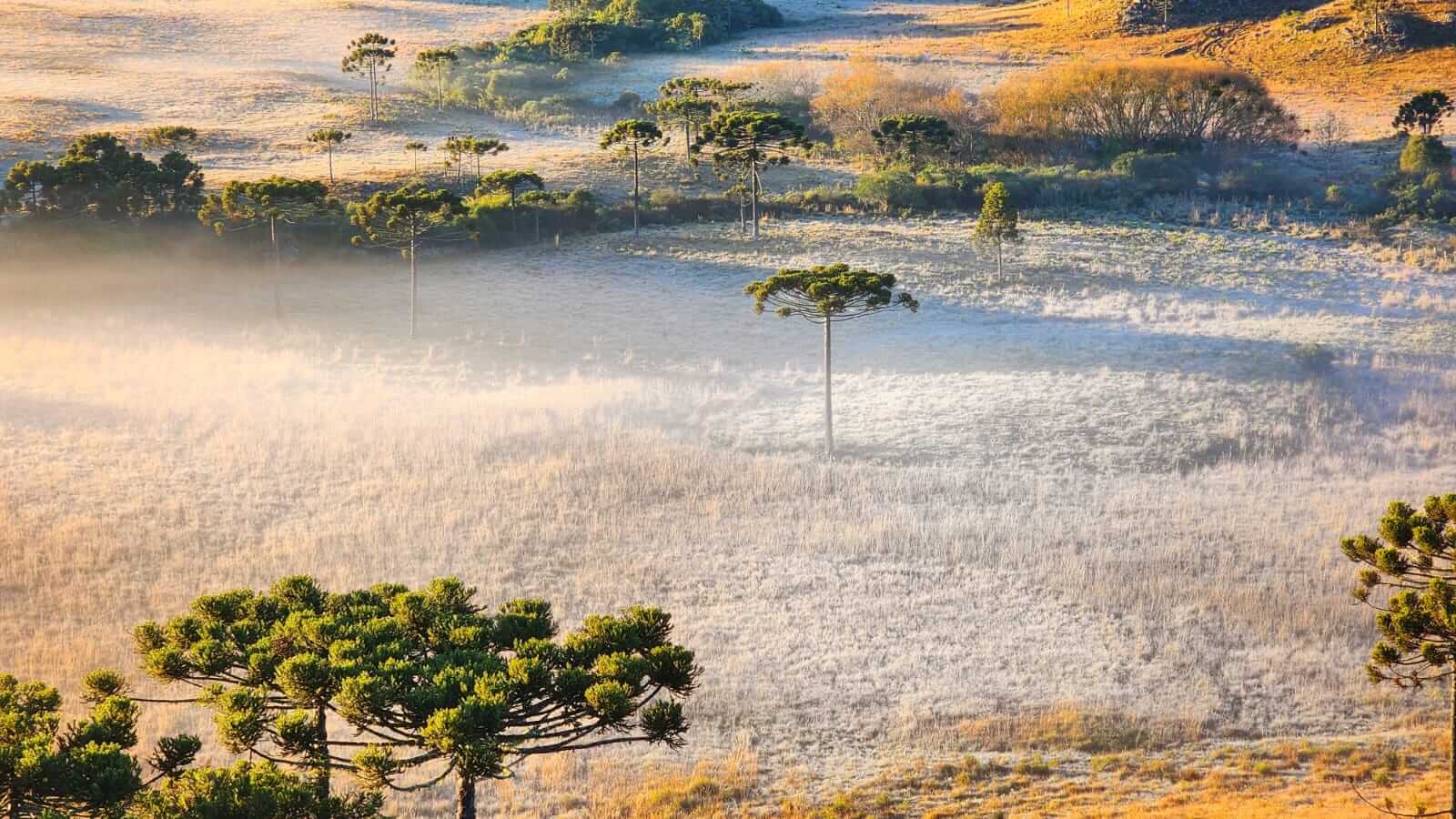 Geada pintou a paisagem na Serra