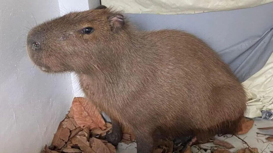 godofrida.capirava.resgatada.blu