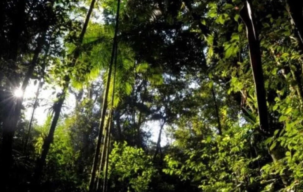 Cinco de Junho é Dia do Meio Ambiente