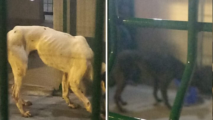 Cães encontrados em raio-x de porto