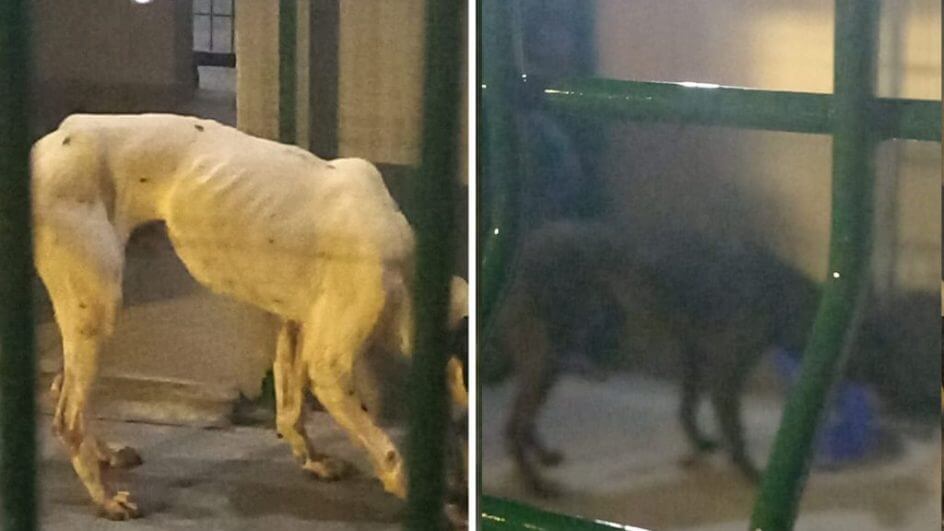 Cães encontrados em raio-x de porto