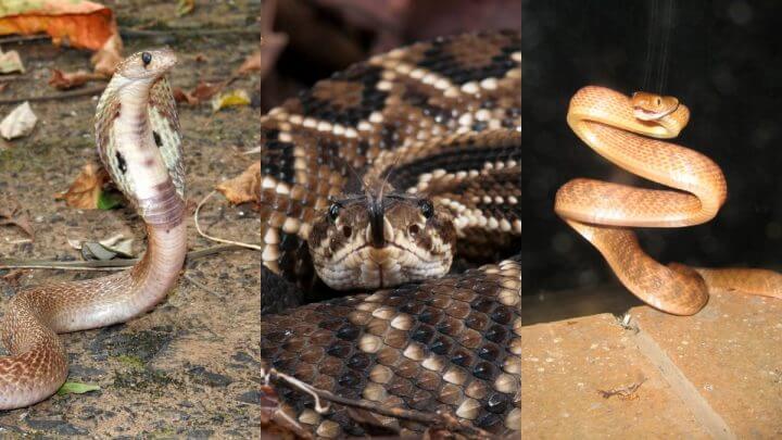 cobras mais venenosas do mundo