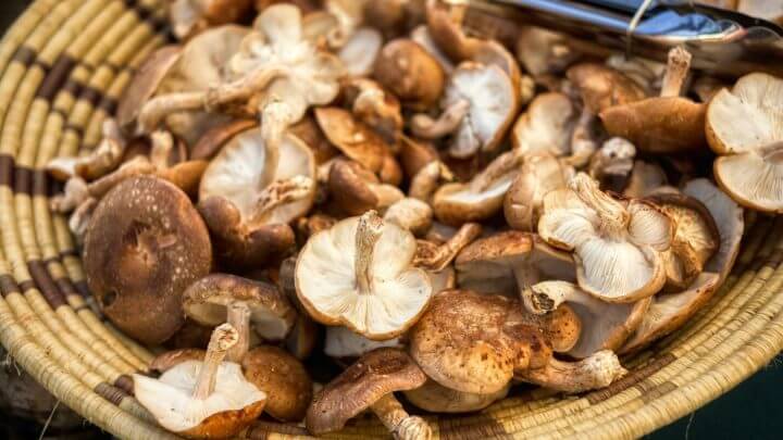 Shiitake tem umami Foto Yuval Zukerman
