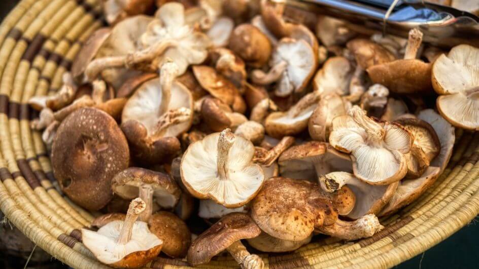Shiitake tem umami Foto Yuval Zukerman