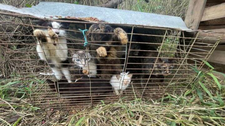 animais presos