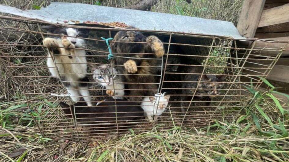 animais presos