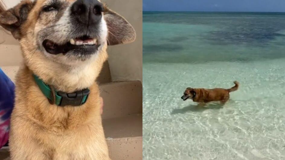 Airbnb tem cão concierge