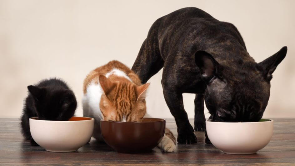 Gato preto, gato laranja e cachorro preto comendo em recipientes