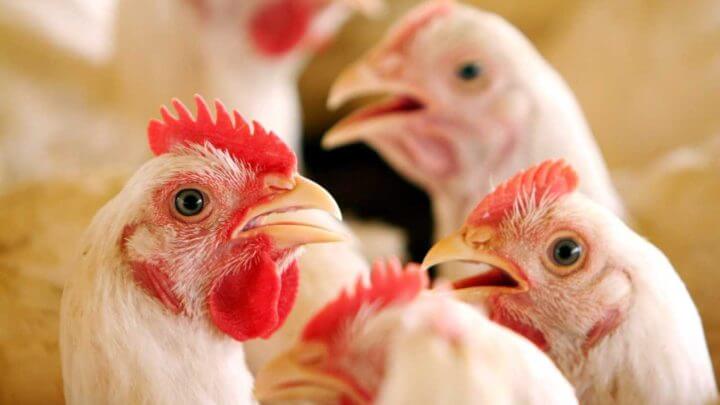 Santa Catarina já confirmou dois casos de gripe aviária