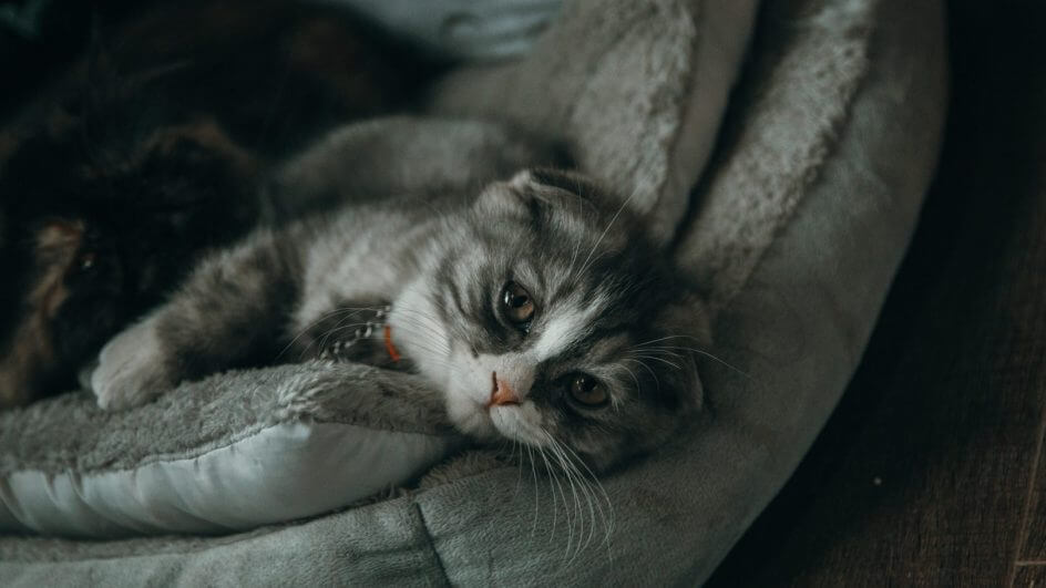 Dor dos gatos pode ser detectada através de aplicativo