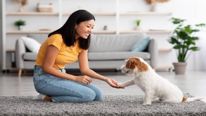 Cachorro pequeno dando pata para tutora na sala de casa