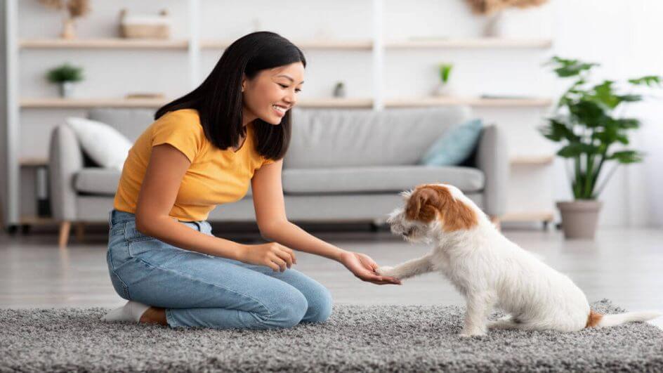 Cachorro pequeno dando pata para tutora na sala de casa