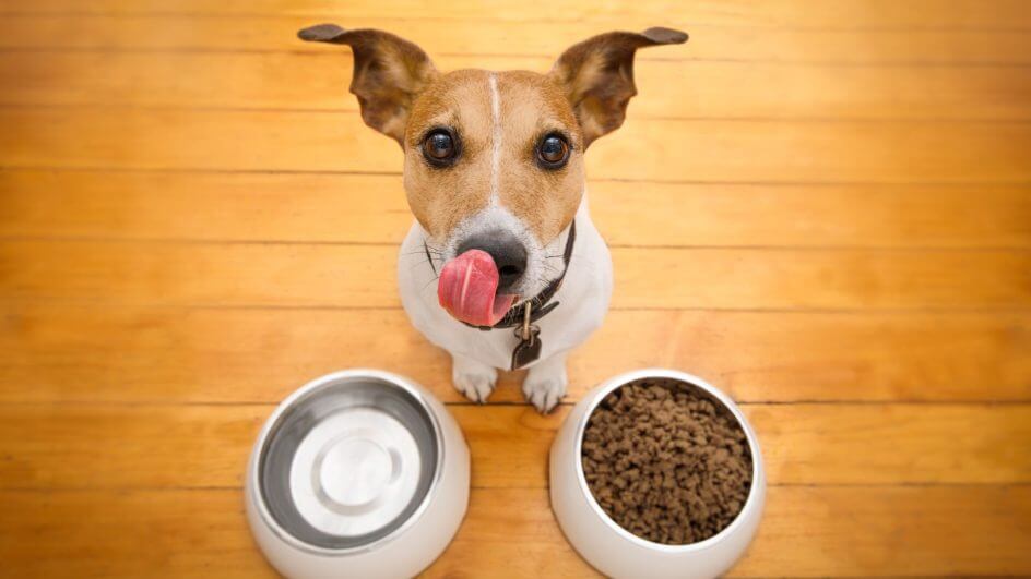 Cachorro atrás de tigela de comida e lambendo com língua