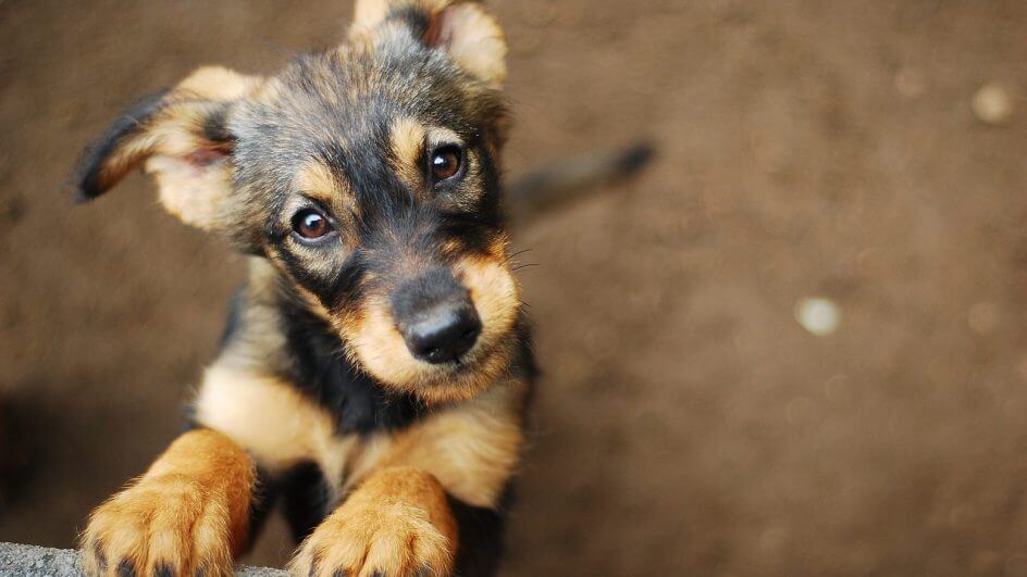 Cachorro com as patas apoiadas no concreto e olhando para a câmera
