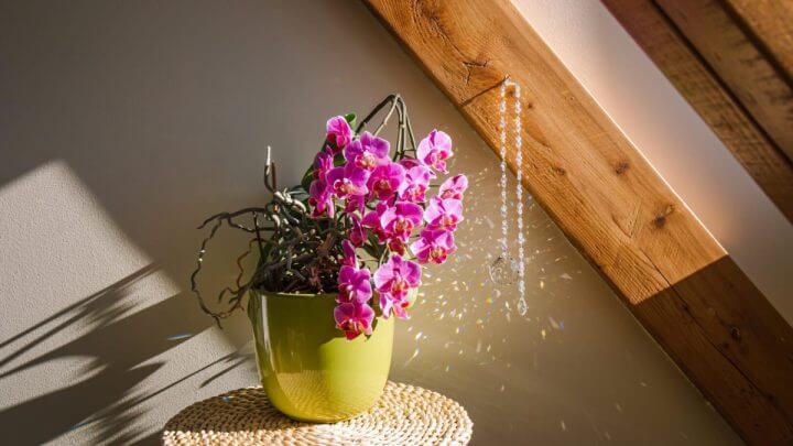 Flor de orquídea rosa em vaso verde redondo com um cristal pendurado e lançando efeito de luz e reflexo de arco-íris