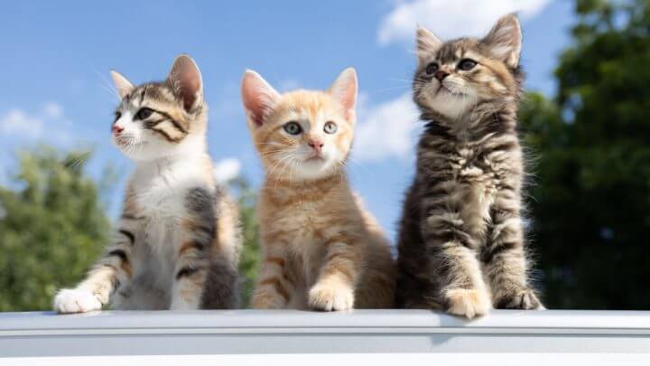 Três pequenos gatinhos sob o fundo azul do céu