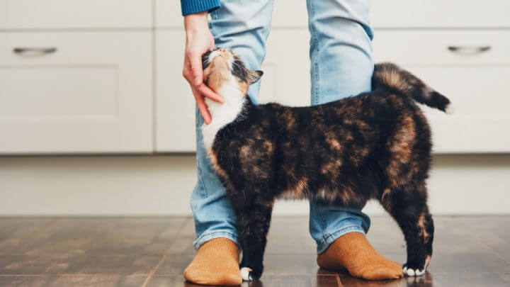 Gato passando nas pernas do tutor