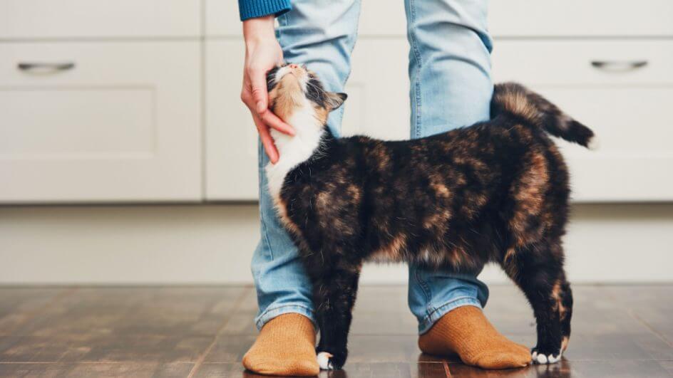 Gato passando nas pernas do tutor