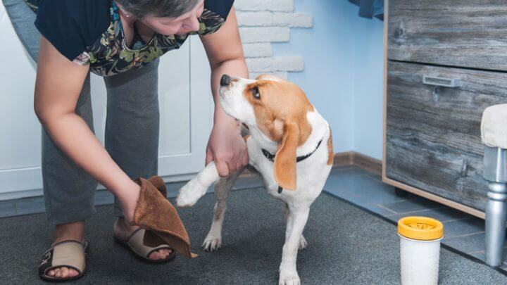 Mulher limpando patas do cachorro