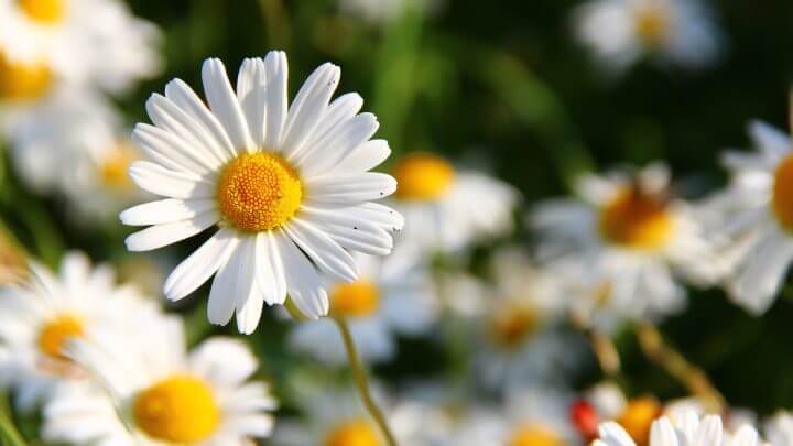 Margaridas em um jardim