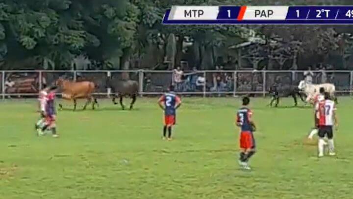 Bois invadem jogo de futebol em El Salvador (Foto: @MiRadioDeportivaES/Reprodução)