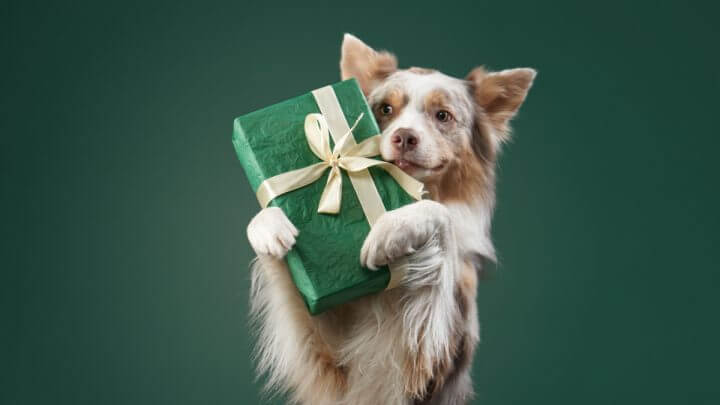 Cachorro segurando embalagem verde de presente