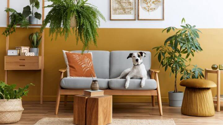 Interior elegante da sala de estar com móveis de design, pufe de ouro, planta, molduras de pôster simuladas, tapete, acessórios e lindo cachorro deitado no sofá em uma decoração aconchegante.