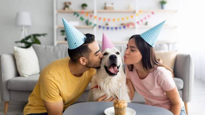 Casal fazendo festa de aniversário para cachorro na sala