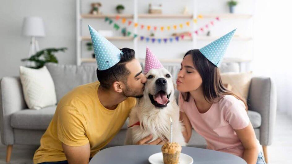 Casal fazendo festa de aniversário para cachorro na sala