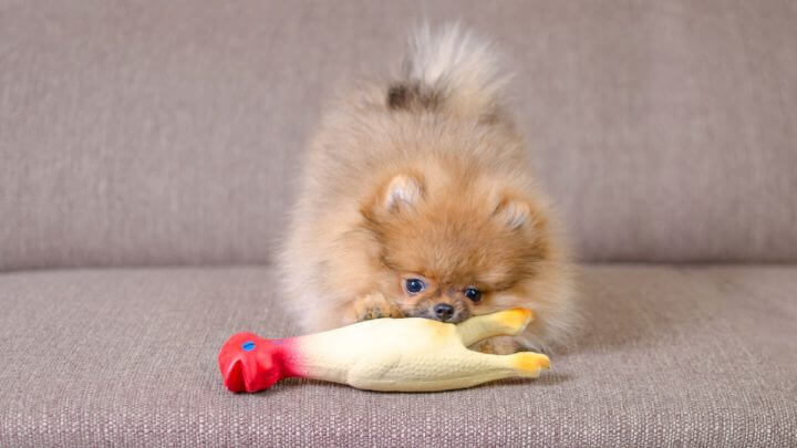 Pequeno lulu da pomerânia com brinquedo de plástico