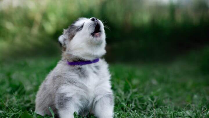 Cachorrinho cinza de malamute do Alasca com colarinho roxo uivando