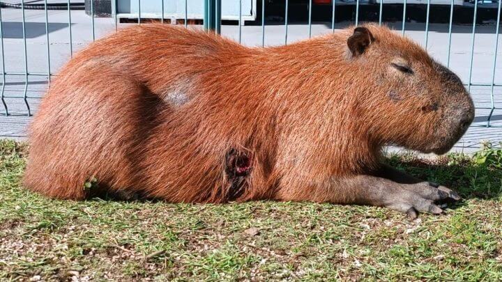 capivara ferida sc
