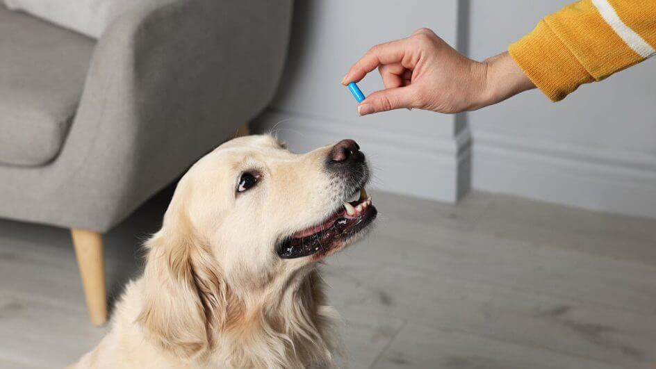 Mão feminina segurando um comprimido azul em frente a um cachorro