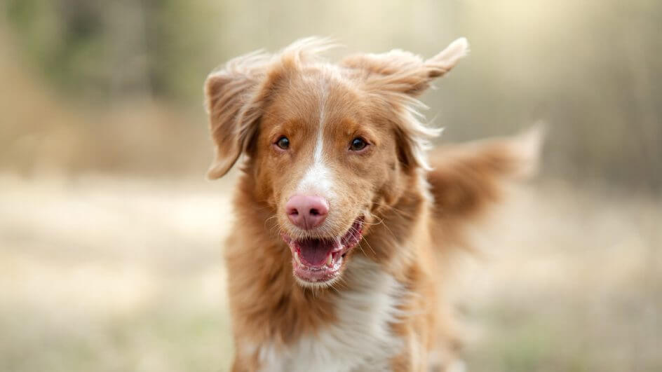 Cachorro feliz correndo em um parque