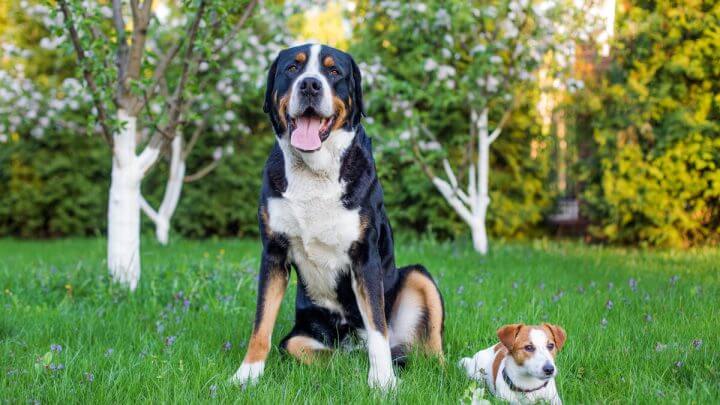 Cachorro grande e cachorro pequeno sentado em uma grama