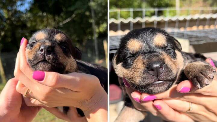 filhote de cachorro para adoção