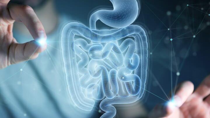 Mãos femininas mexendo na ilustração de um intestino