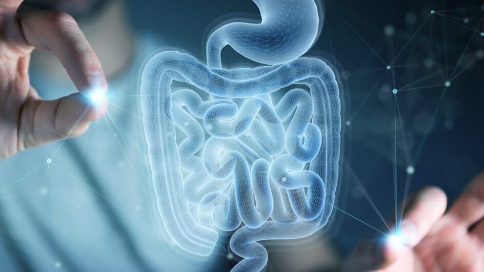 Mãos femininas mexendo na ilustração de um intestino