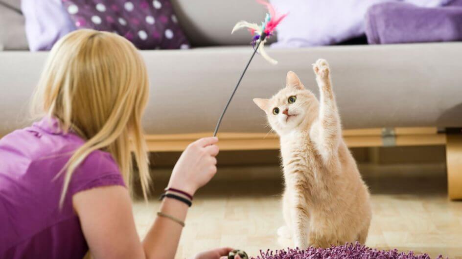 Garota brincando com gato com uma pena