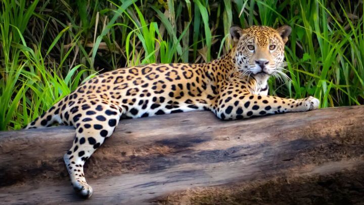Uma onça-pintada relaxada em um tronco de árvore nas margens do rio Tambopata, na Amazônia