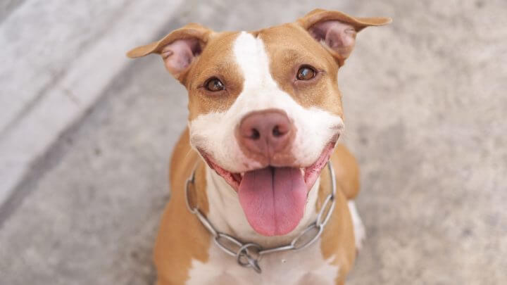 Cachorro pitbull com a língua para fora