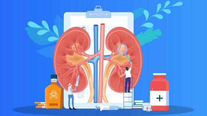 Ilustração de rins