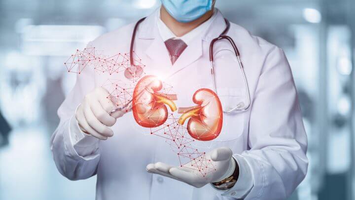 Médico segurando a ilustração de um rim