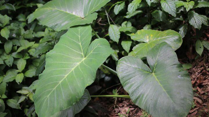 Taioba plantada em um jardim