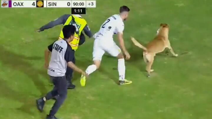 Cachorro invade campo de futebol