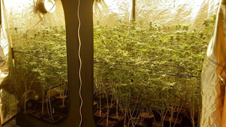Estufa de maconha montada em casa