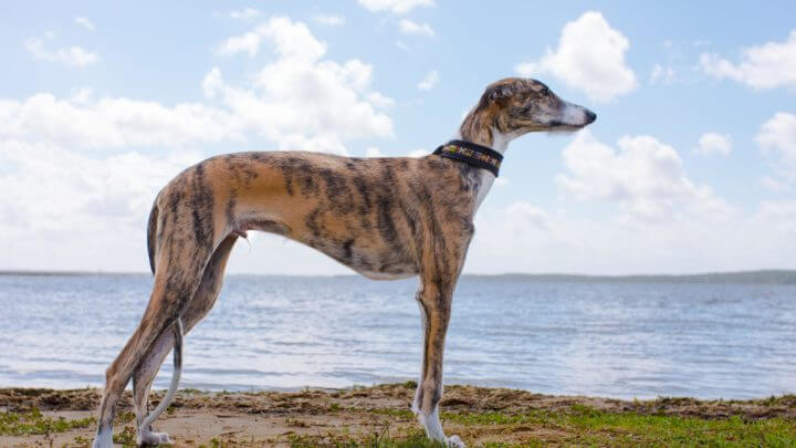 Cachorro da raça "Galgo" em frente a um lago/a uma represa